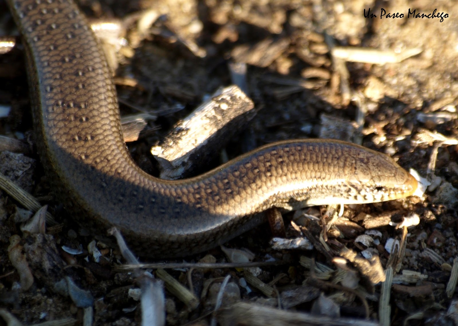 Un Paseo Manchego Eslizón ibérico; Chalcides bedriagai.
