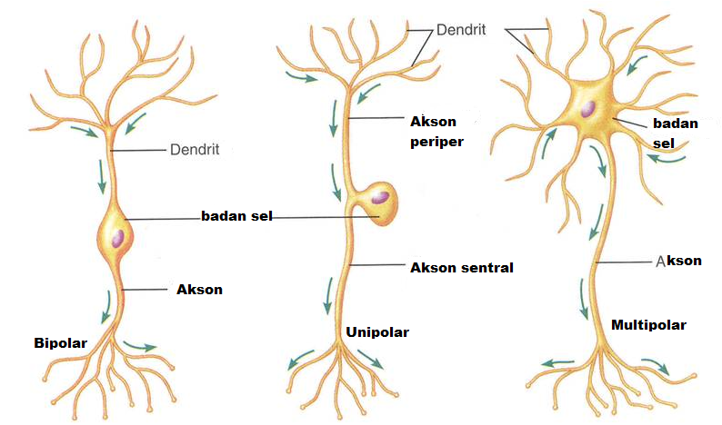 macam neuron pada jaringan saraf