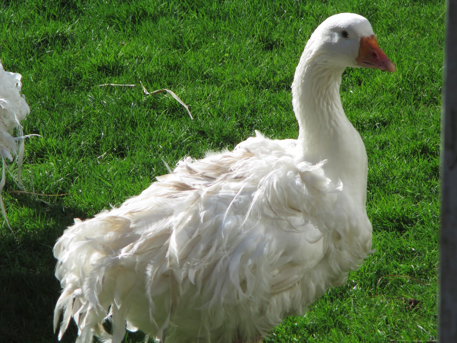 Just Chickens...: Ella & Fella (Sebastopol Geese ) Are Nesting