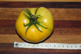 vaste tomaat