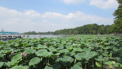 Lotos in Nanjing, China Lotos in Nanjing, China