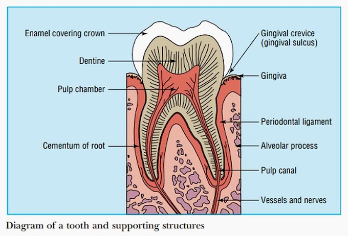 PDF: Oral health and disease