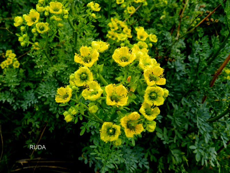 naturconsejos: RUDA (Ruta graveolens)