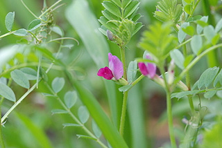 カラスノエンドウ