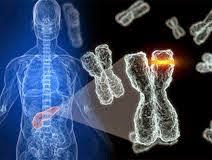 bases genéticas de la diabetes mellitus tipo 1