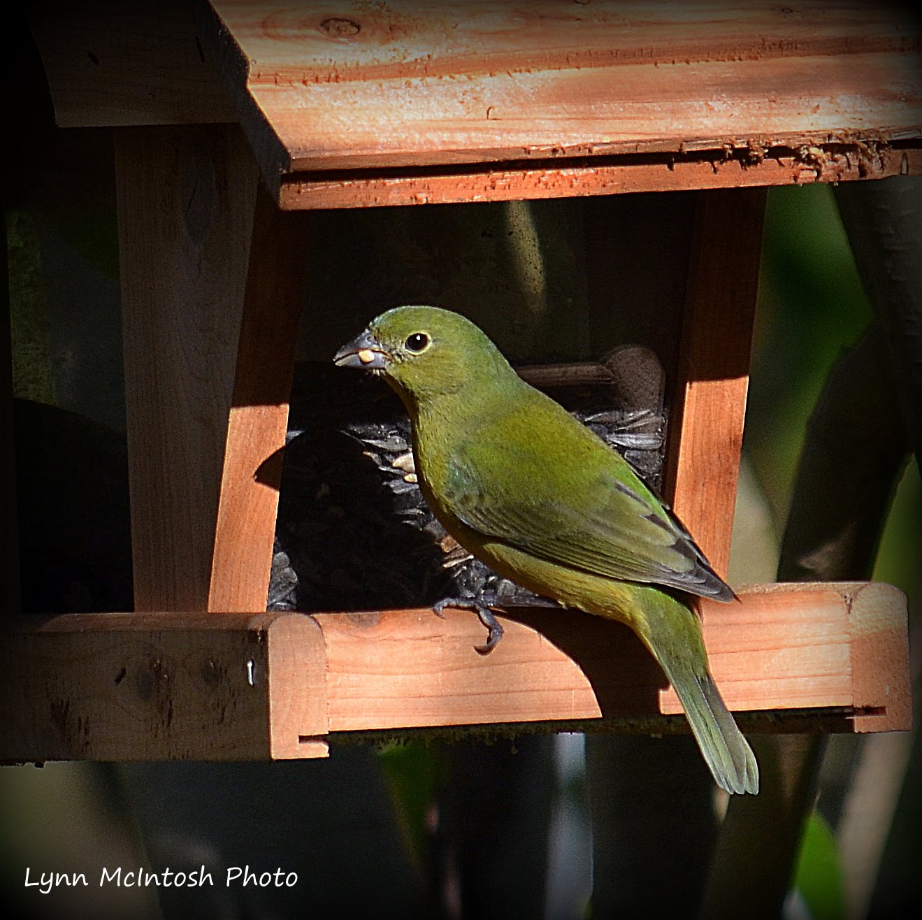 Female or immature Painted Bunting