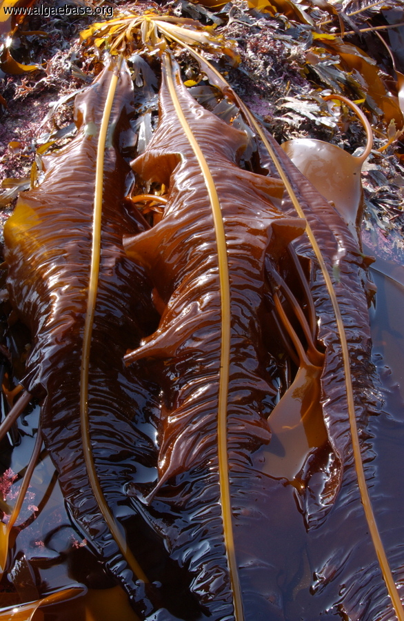 Лошадиная водоросль. Морские водоросли ламинария. Бурые водоросли ламинария. Ламинария фукус агарум. Алария водоросль.