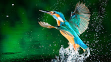 King Fisher wallpapers