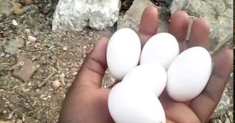 Apakah Telur Burung Dara Boleh Dipégang?