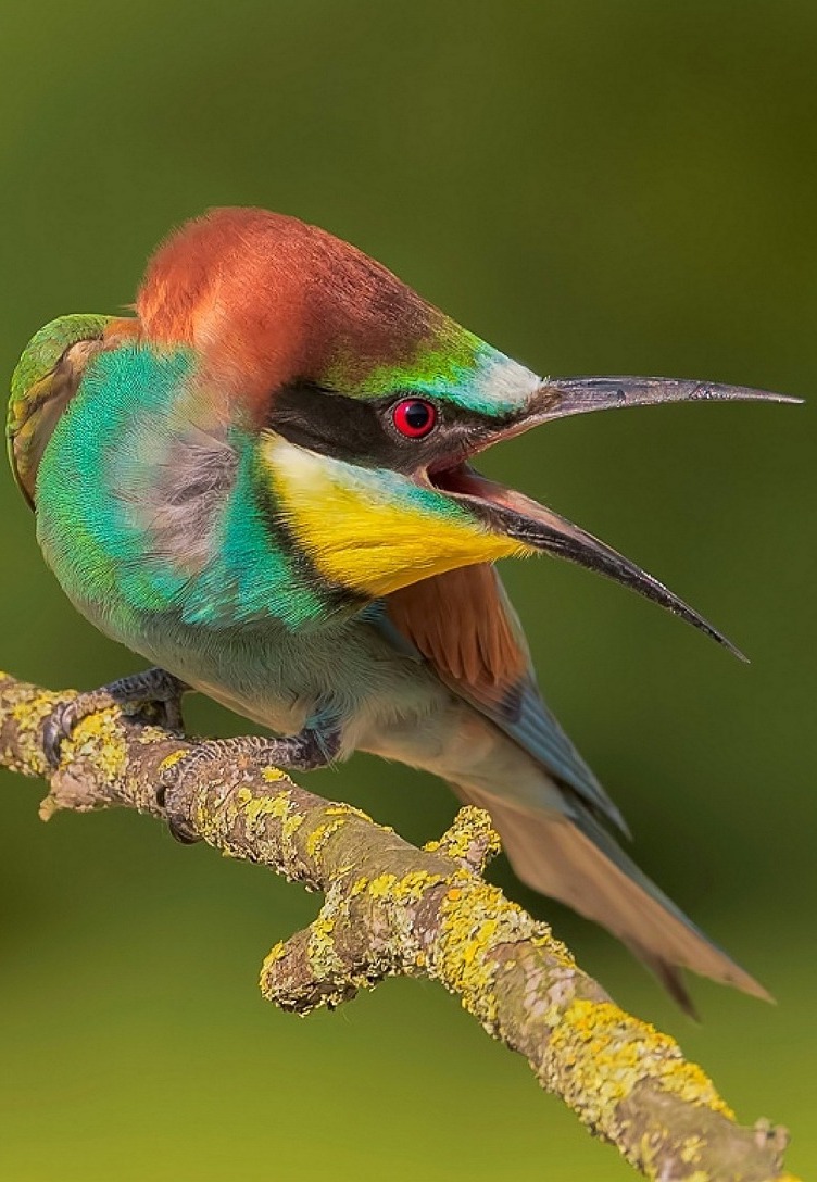 Picture of a bee-eater making sounds. 