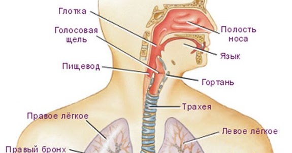 Пищевод и трахея расположение. Расположение дыхательных путей и пищевода. Пищевод трахея и гортань анатомия. Анатомия трахеи и пищевода. Дыхательное горло и пищевод.