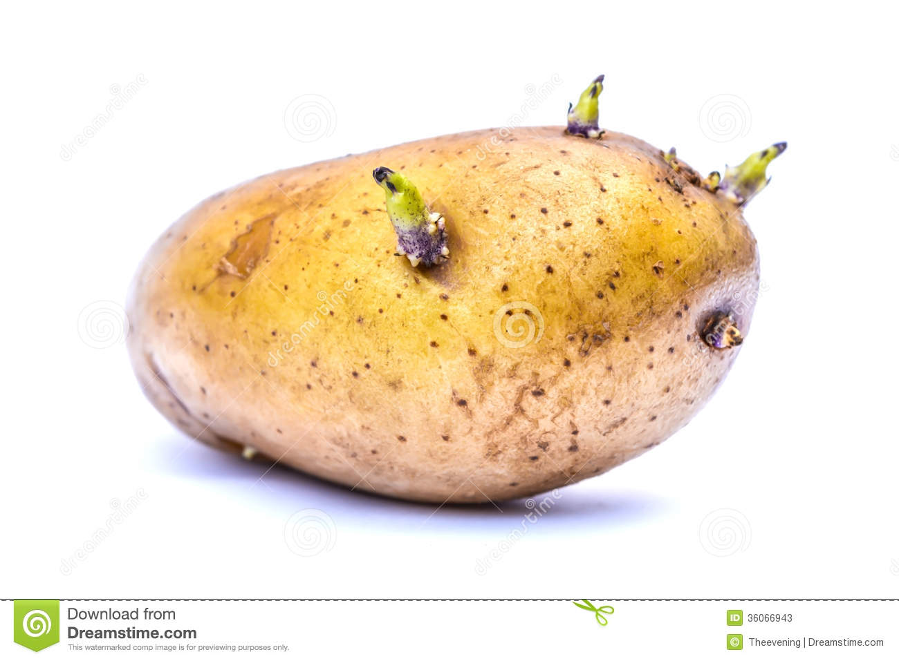 Kartoffeln Keimen Essbar