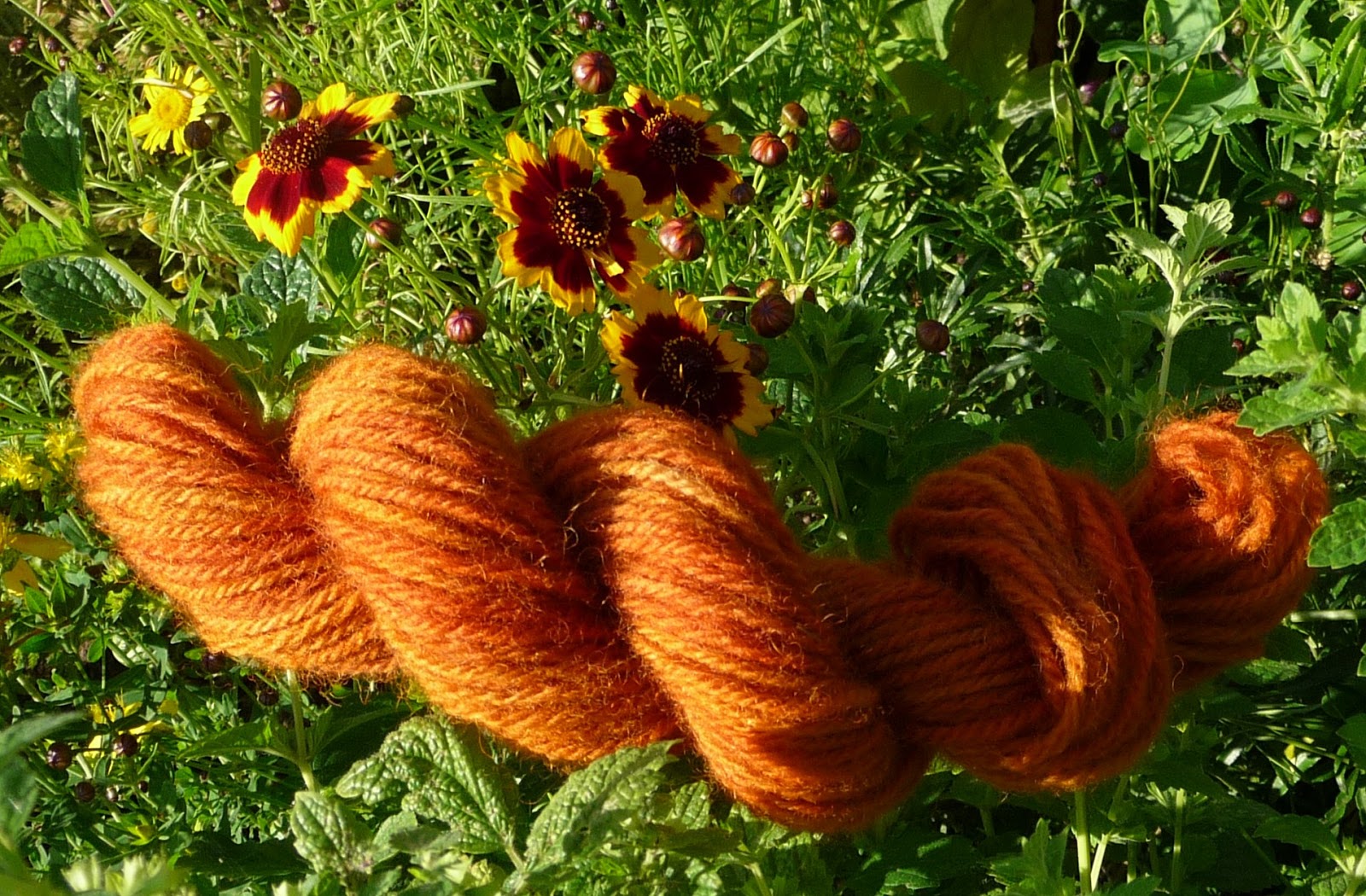 Wool Tribulations of Hand Spinning and Herbal Dyeing Making