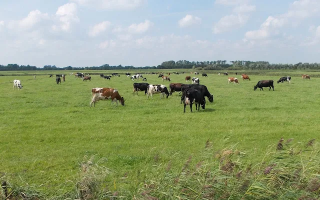 Zwarte en roodbonte koeien in het weiland