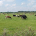 Foto met koeien in het weiland