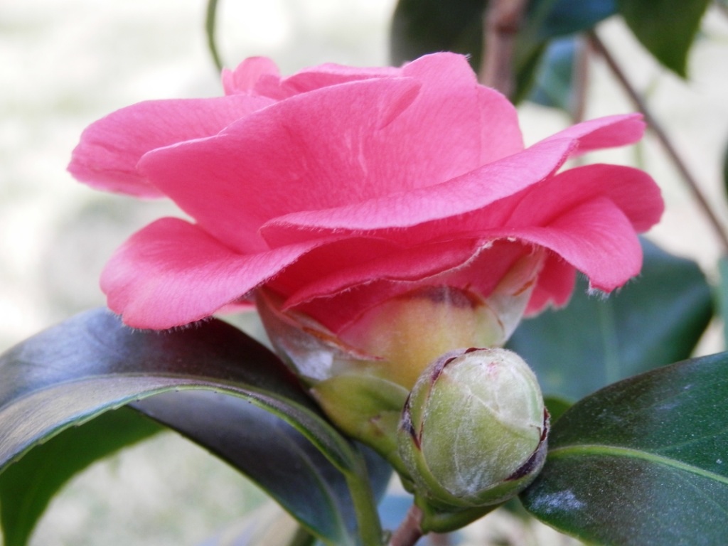 Flores de camelia - EL BLOG DE LA TABLA