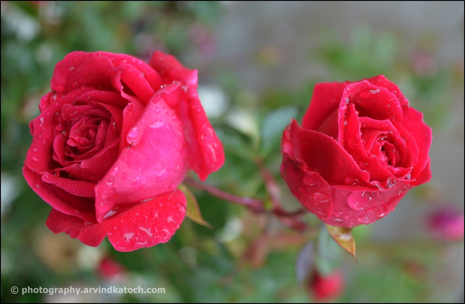 Two wet Red Roses (Amazing Beauty)