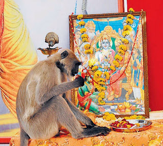 ராமநாமத்தை கேட்க அனுமனாக வென்குரங்கு நேரில் வந்த அதிசய புகைப்படங்கள் !! Ratlam-Hanuman4