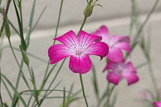 アグロステンマ