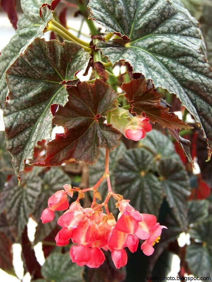 Виды Бегоний Комнатных Фото – Telegraph