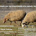 Ιωάννινα:Hμερίδα με θέμα:  «Προοπτικές για την κτηνοτροφία στις ορεινές περιοχές» 