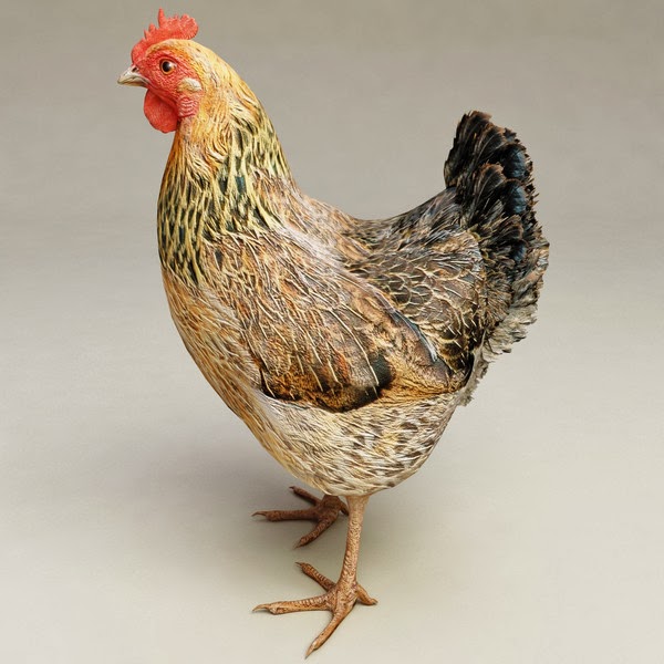 курица лоу поли. курица 3д модель. курица 3д модель. 3d модель курицы. курица 3 д.