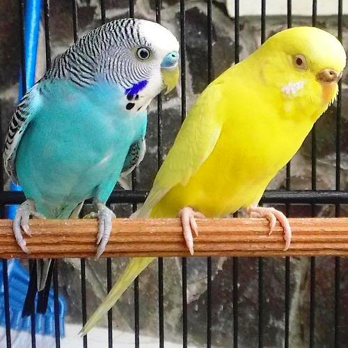 Aneka Macam Warna Burung Parkit Tips Petani