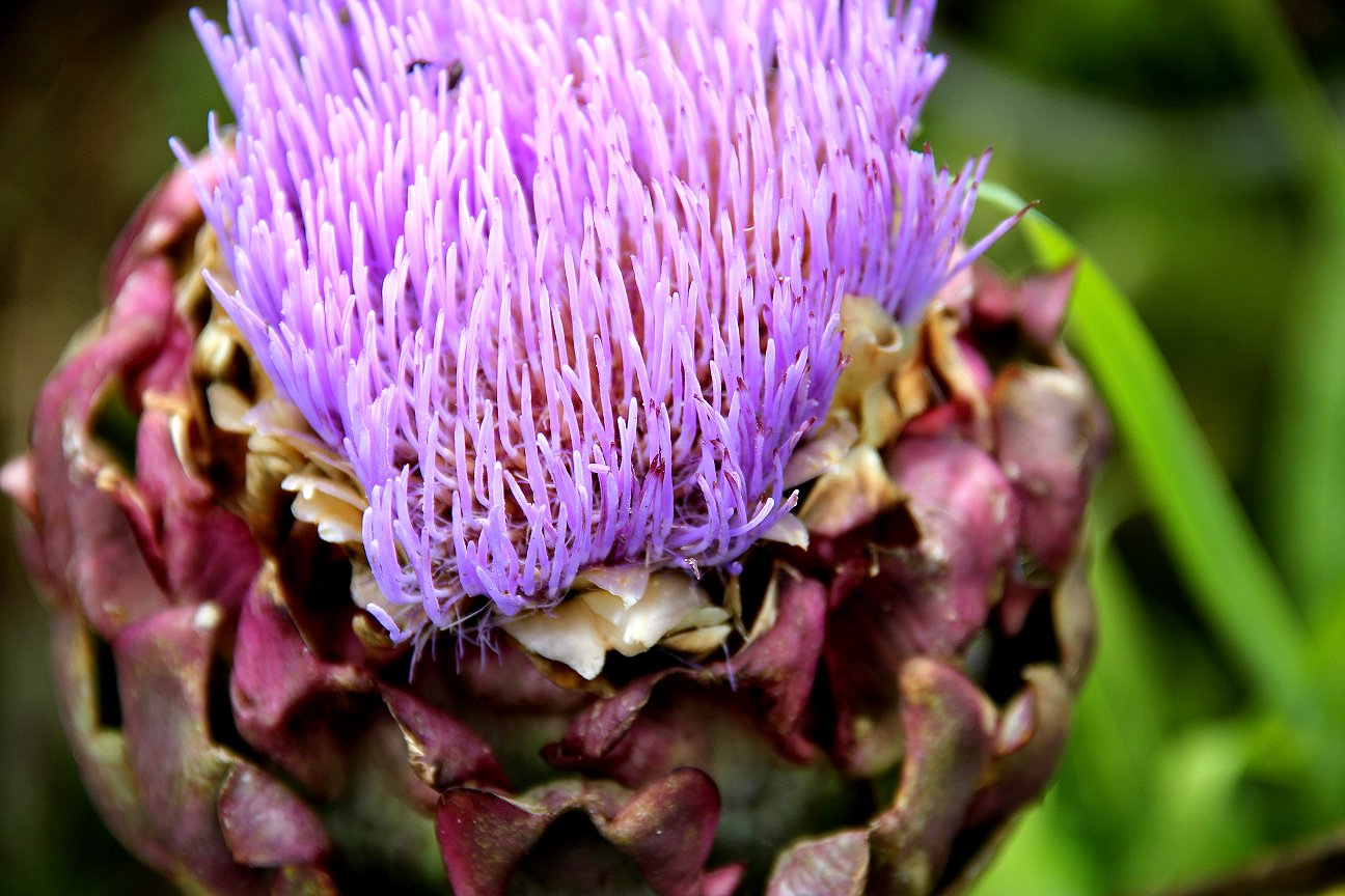 24+ Pleasing Artichoke Companion Plants Inspiratif Design