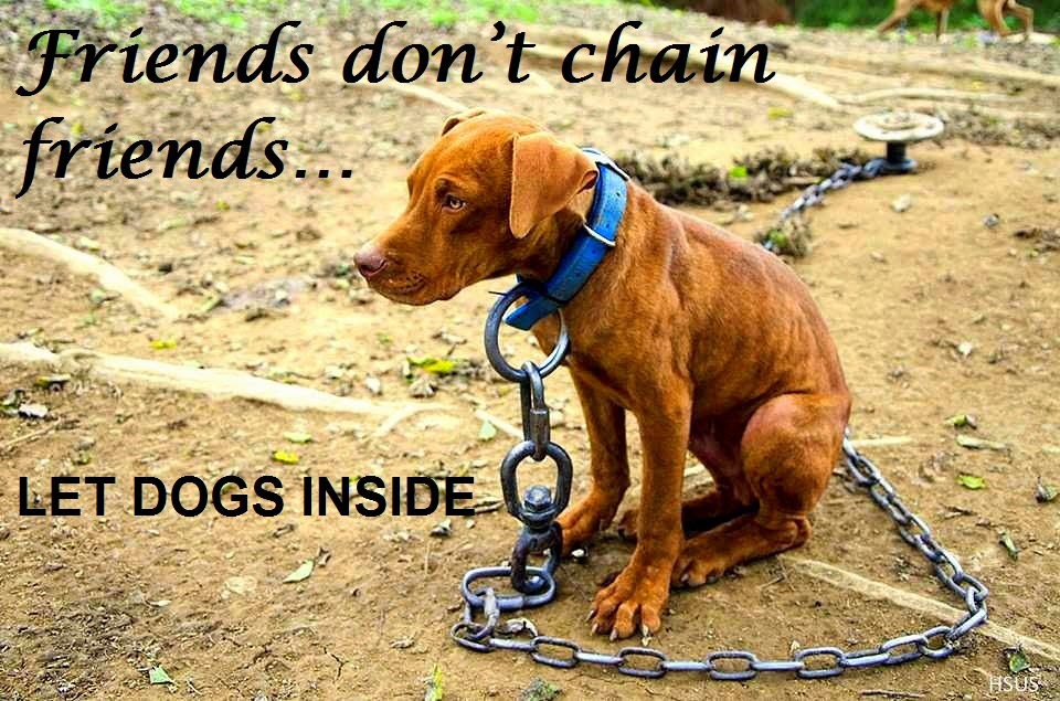 Pet Dog Files CRUEL CHAINS