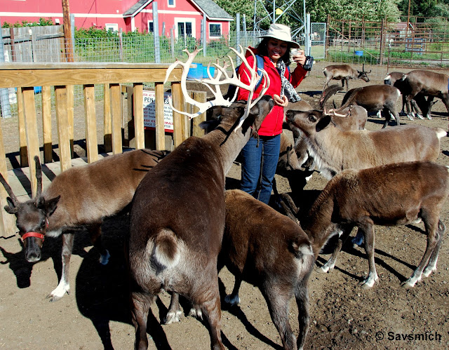 Reindeer Farm