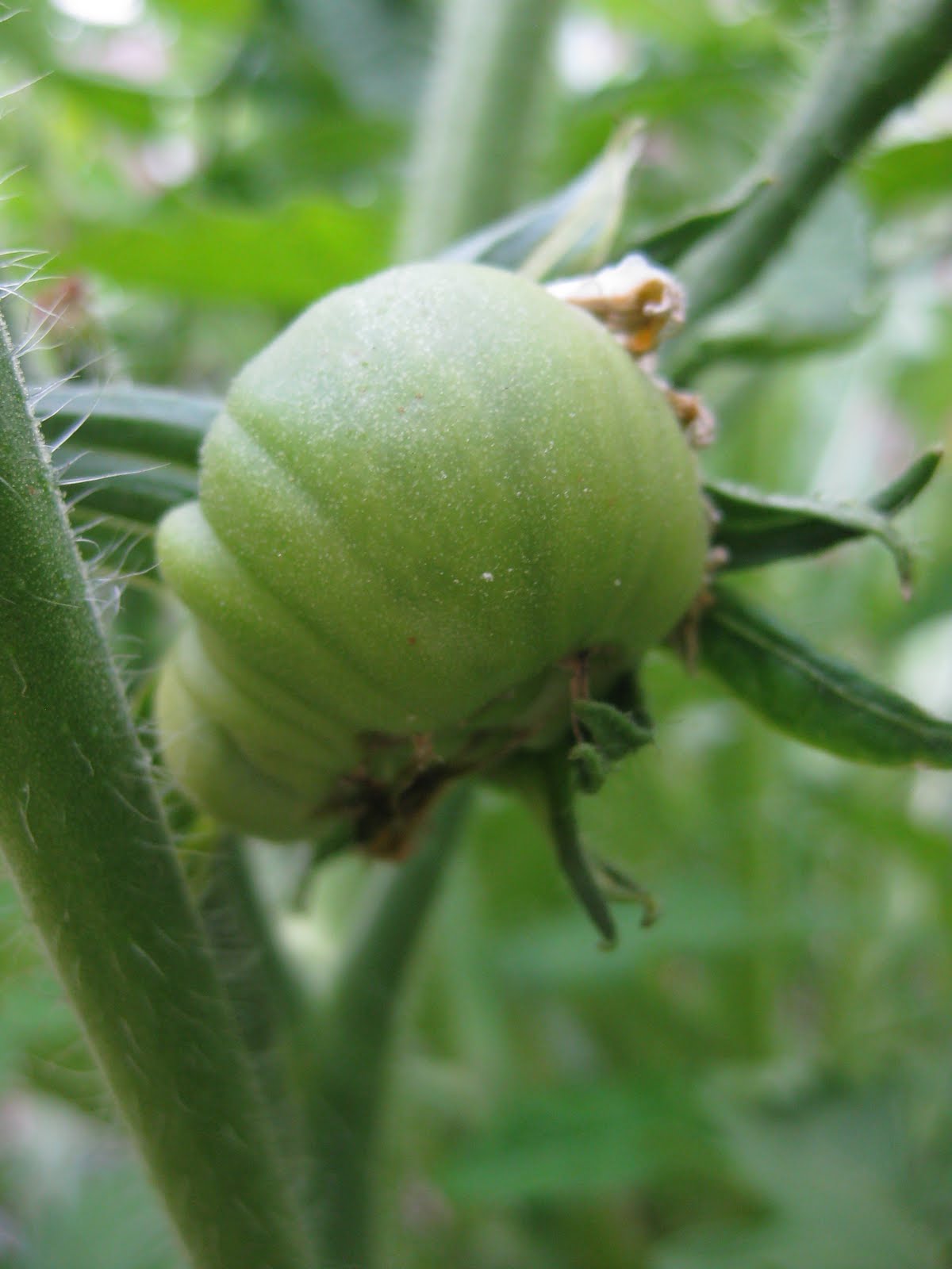  Jamilah's Hands Megablooms Fused Tomato Blossoms