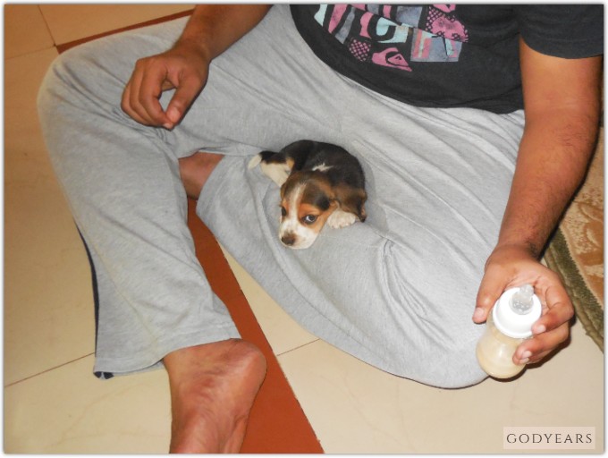 beagle puppy sleeping on lap