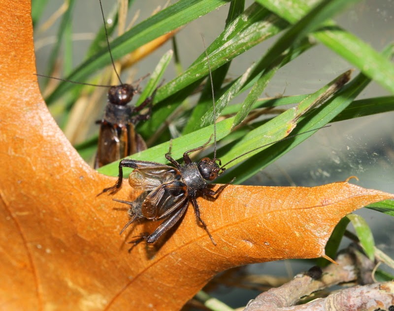 Listening in Nature Crickets in the House ground crickets and field crickets