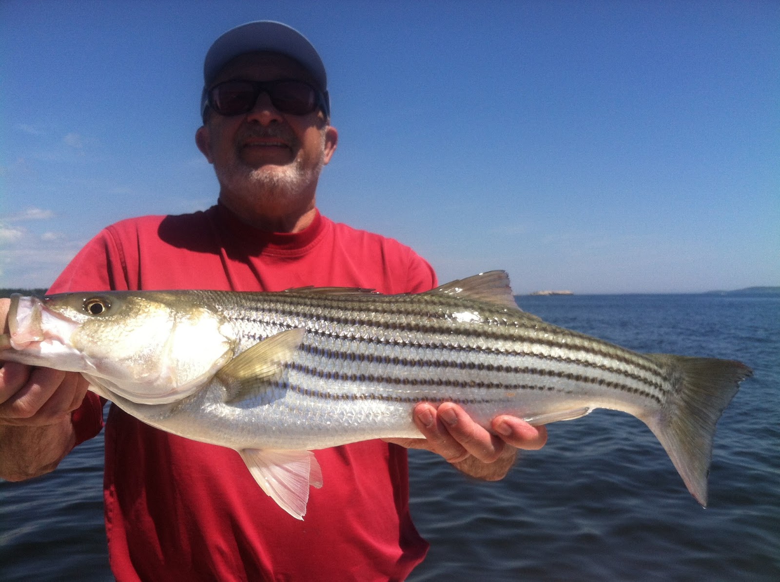 Maine Striper Fishing Charters And Reports Hotline 207 691 Free Nude