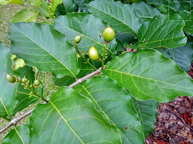 Peanut butter fruit, peanut butter tree,  Buchosia armenica w Singapurskim ogrodzie botanicznym. Ciekawe i mało znane owoce Ameryki Południowej. Wygląd, pokrój, kwiaty, owoce, liście.