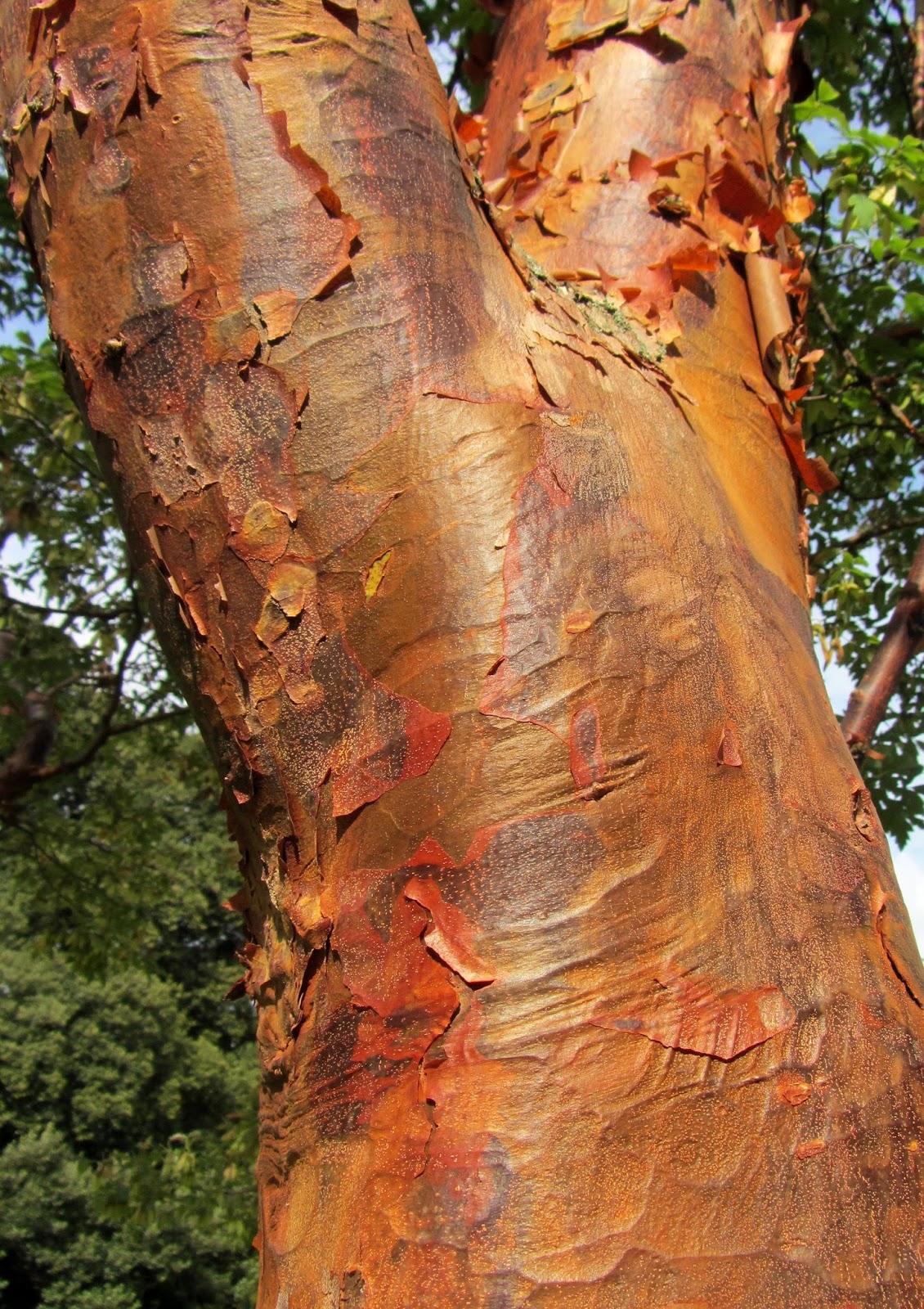 Viburnum The Love Of A Shrub In The Winter The Daily Hoe