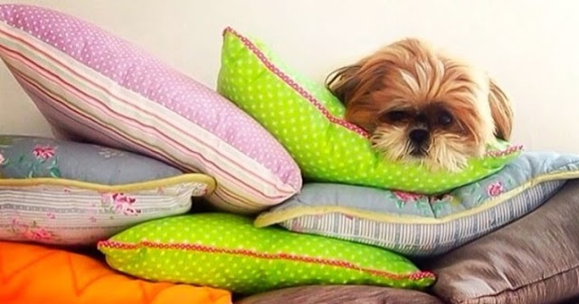 Como prevenir que o shih tzu tenha problemas de saúde