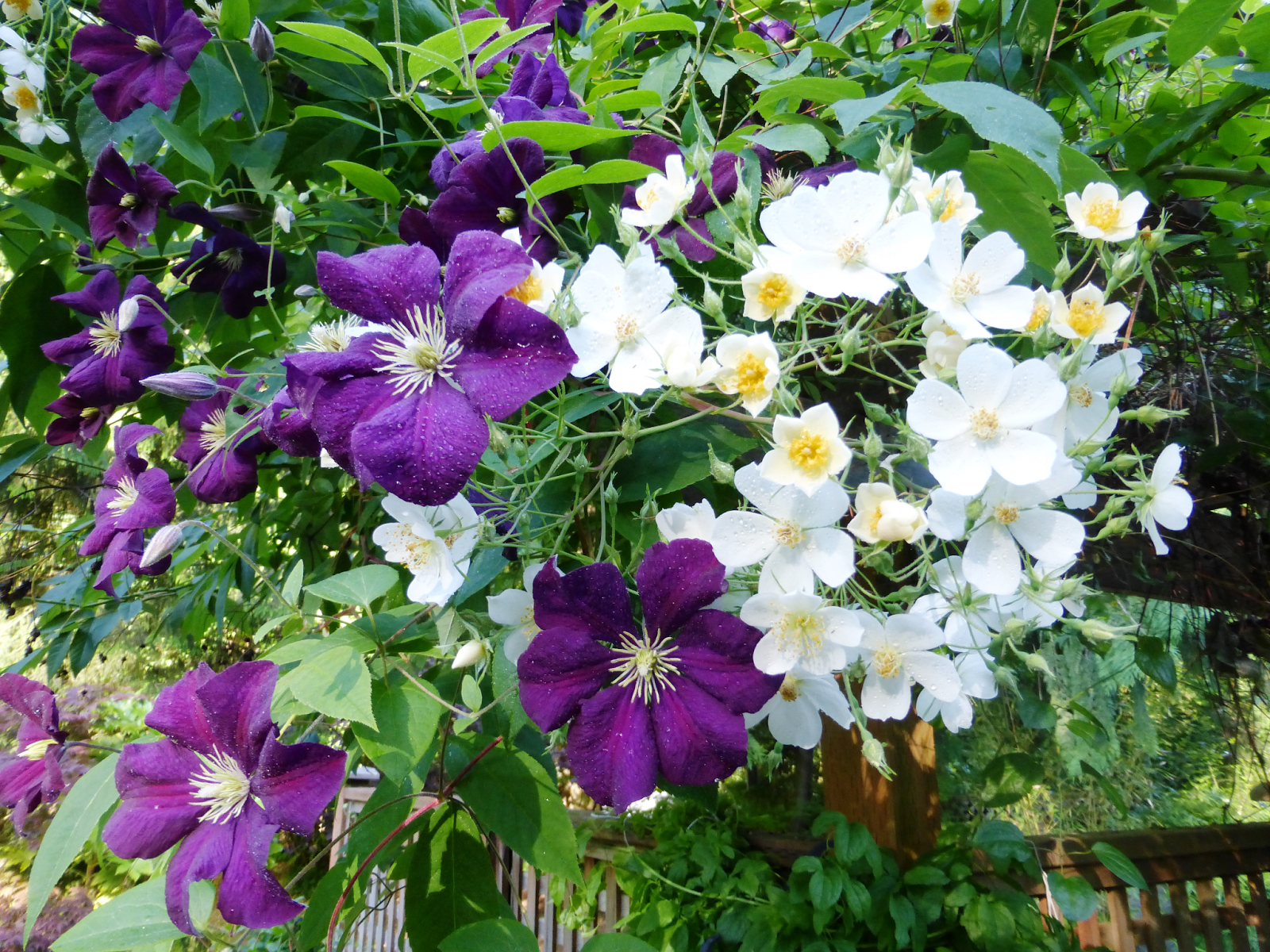 Shoreline Area News: In The Garden Now …. Clematis 'Etoile Violette'