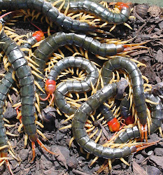 centipedes centipede poisonous animal chinese insects insect headed creepy bugs bug funny scary species maui found wildlife facts irl spider