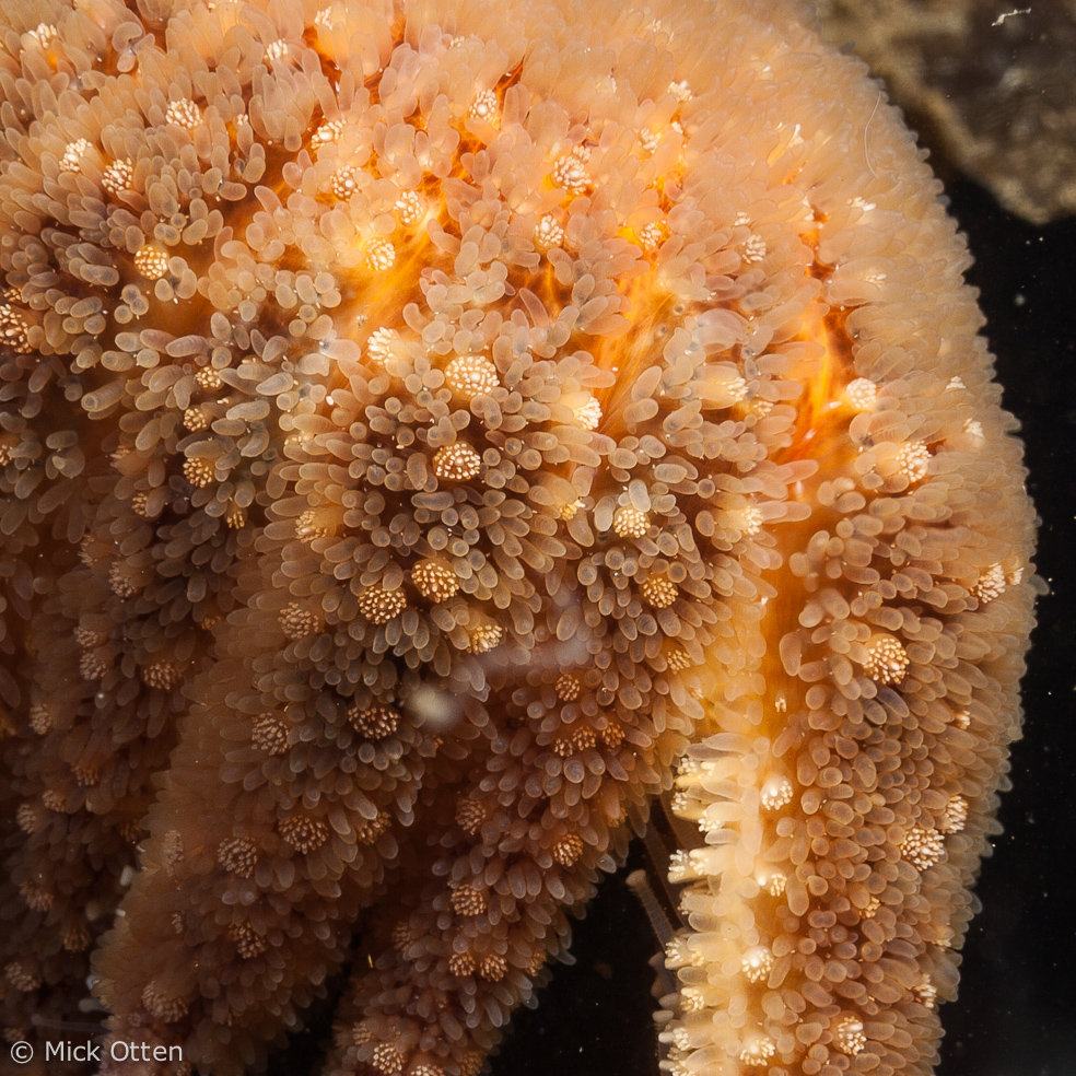 Mick's marine biology Sunflower star an amalgam of superlatives part 2