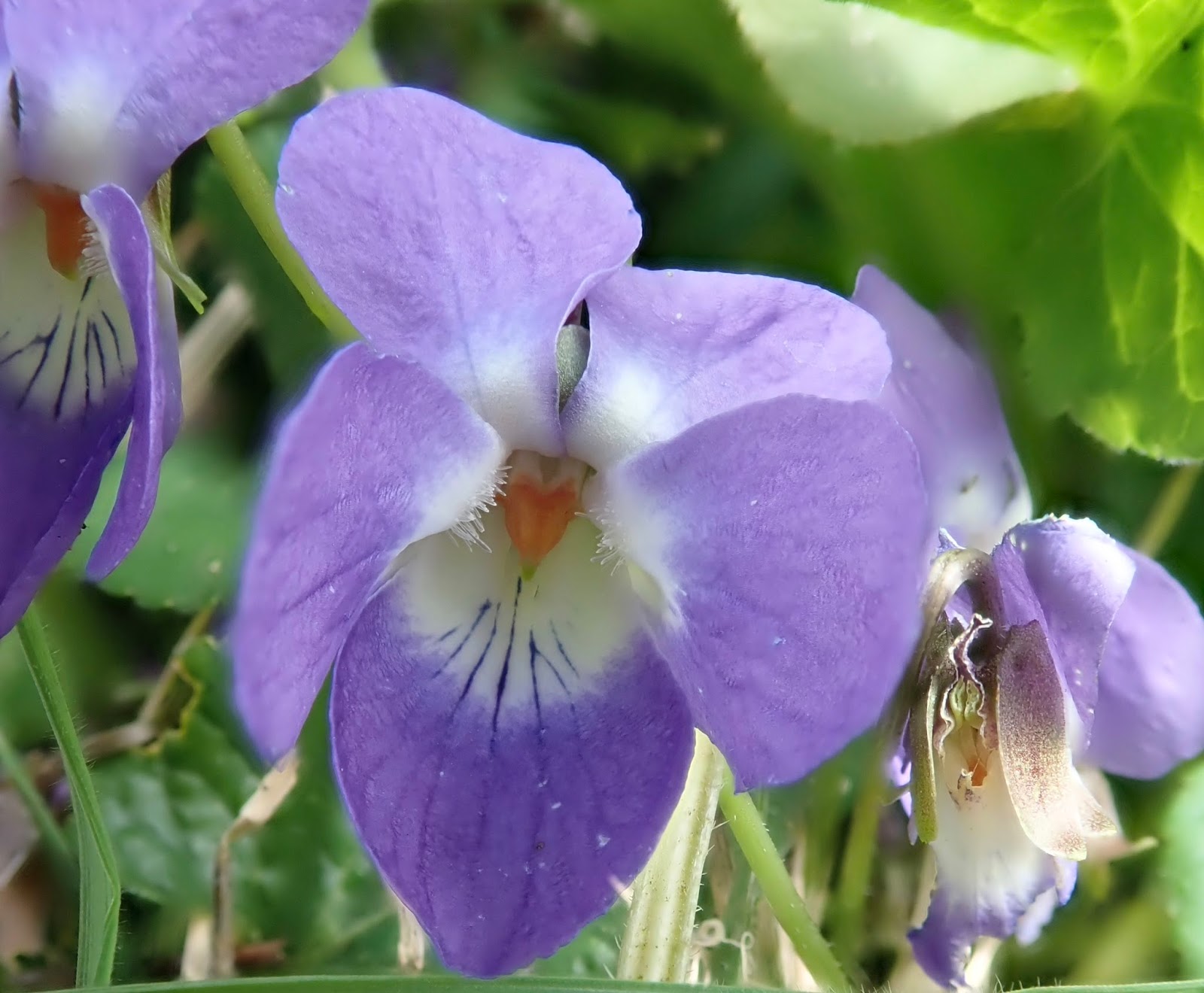 Violets and others Hairy Violet Identification