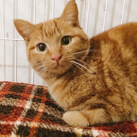 可愛らしい顔の茶トラ猫ミーちゃん