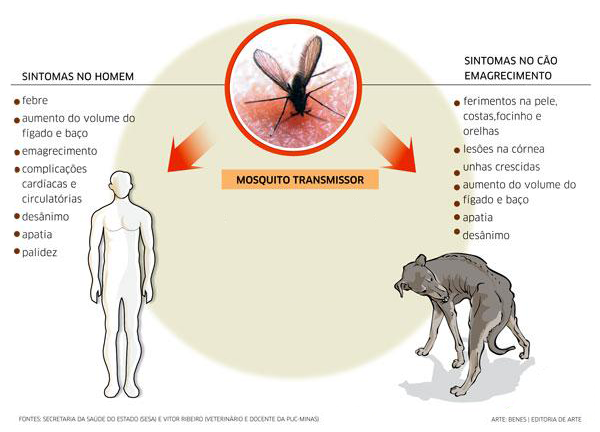 Sintomas de la cetosis en animales