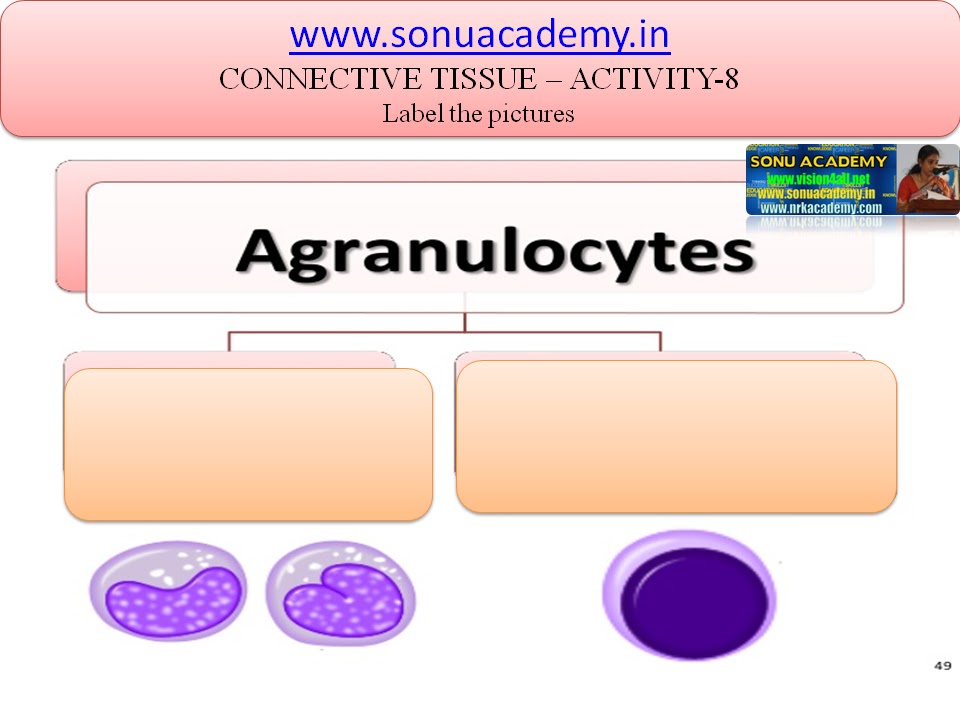 SONU ACADEMY: CONNECTIVE TISSUE-ACTIVITY(8)