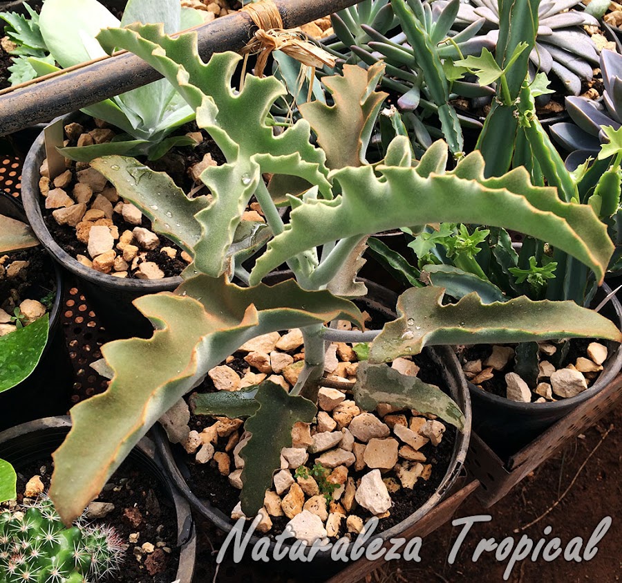 Vista de la planta suculenta Oreja de Elefante, Kalanchoe beharensis