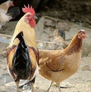 CERITA UNIK - Kisah Antara Ayam Jantan dan Ayam Betina | EDUKASI