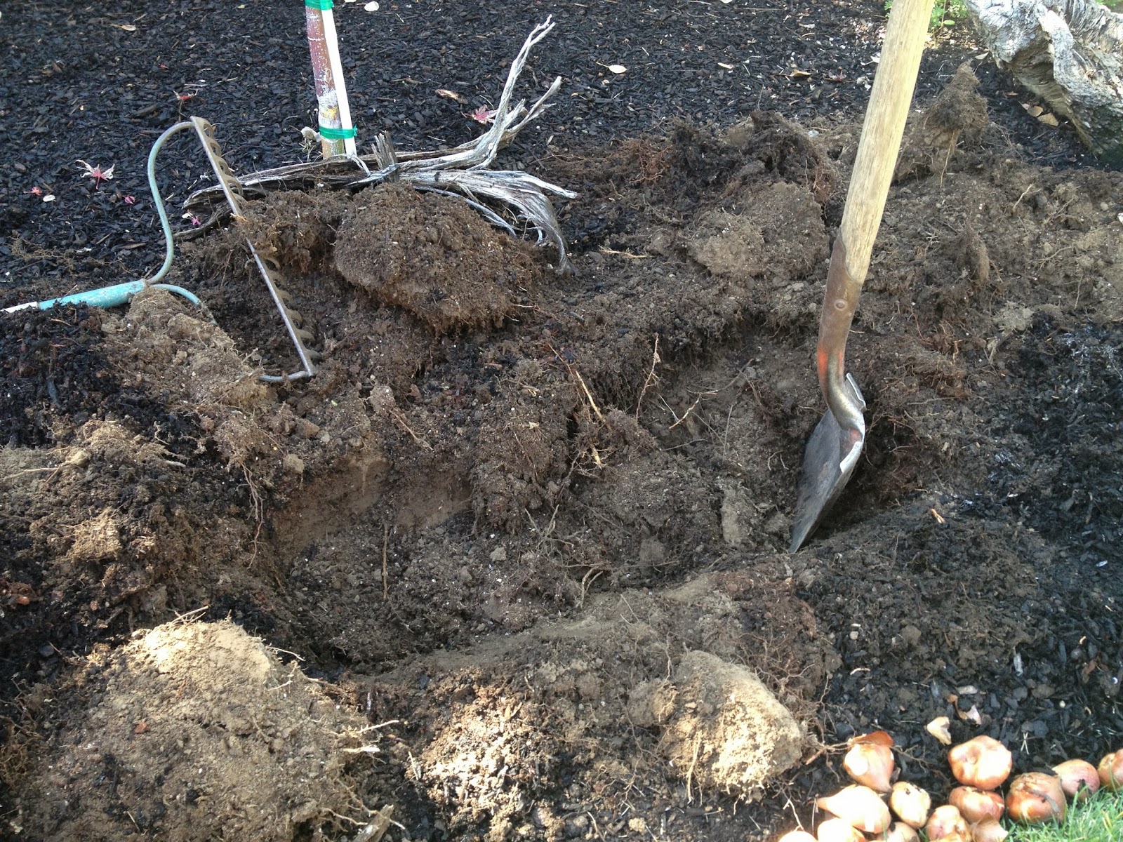 Carlseng Designs Planting Bulbs