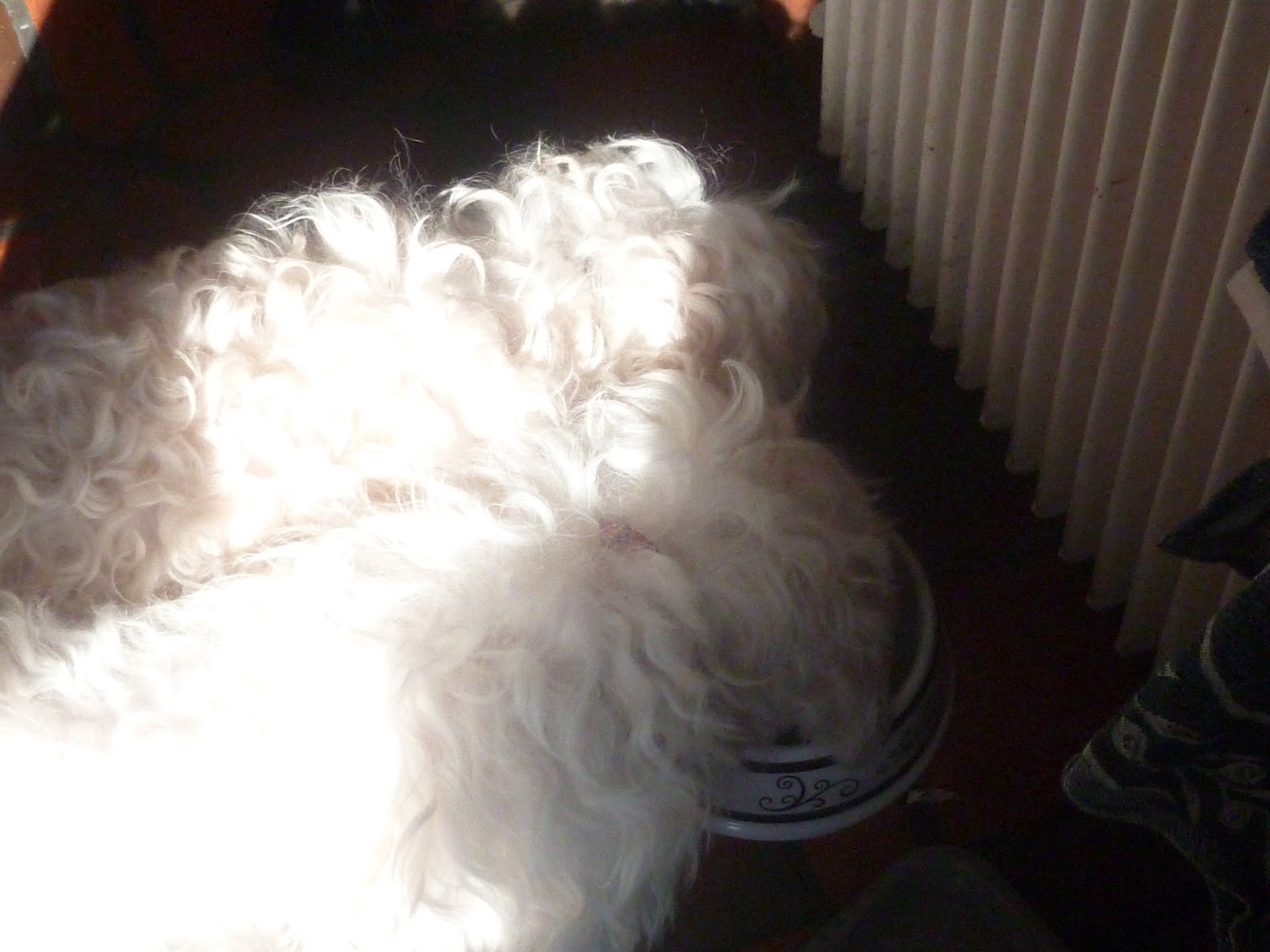 Madhouse Family Reviews Pets Corner Symply dog food