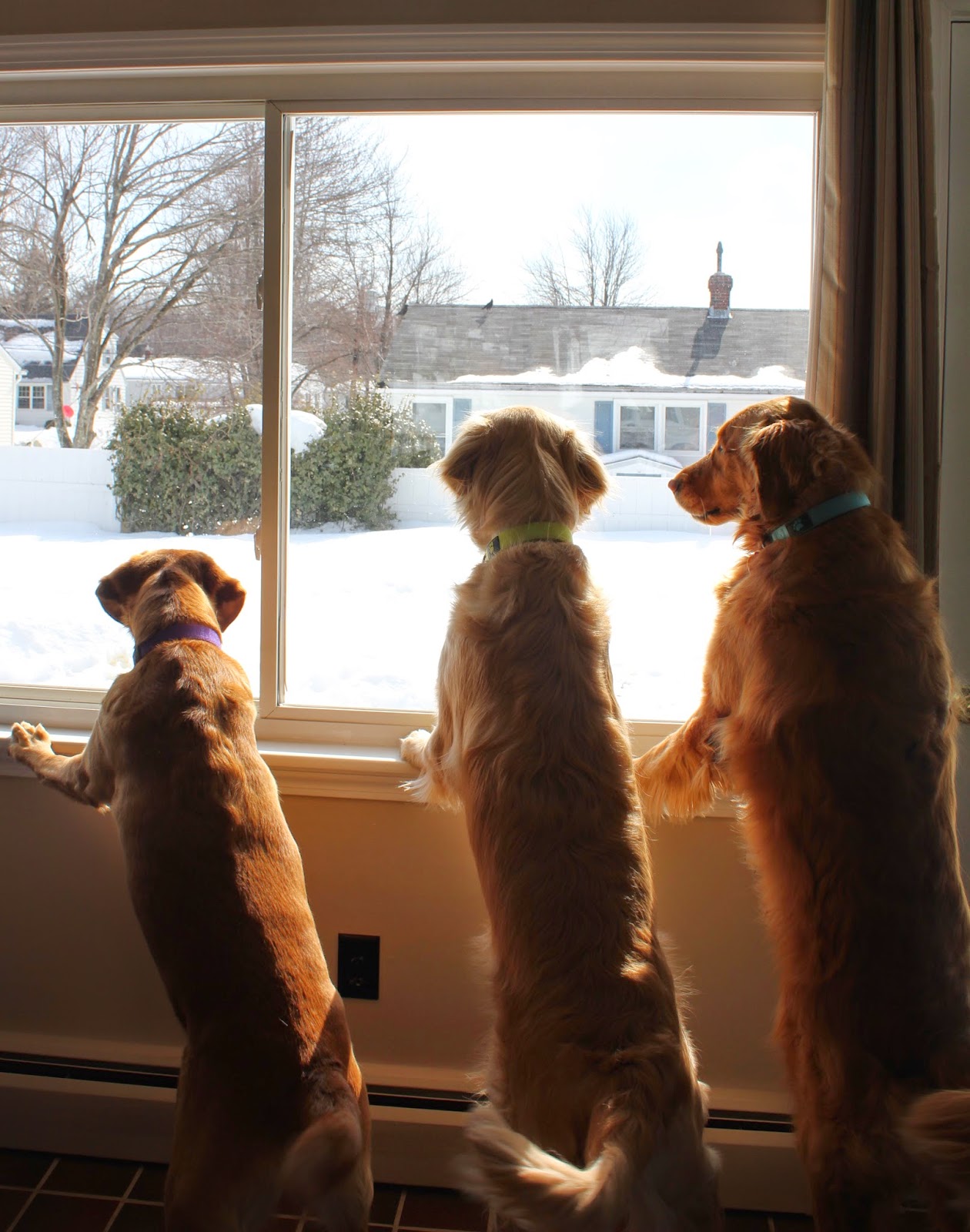 dogs looking out window for spring