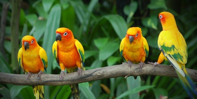 importance of bird sanctuary largest bird sanctuary in world